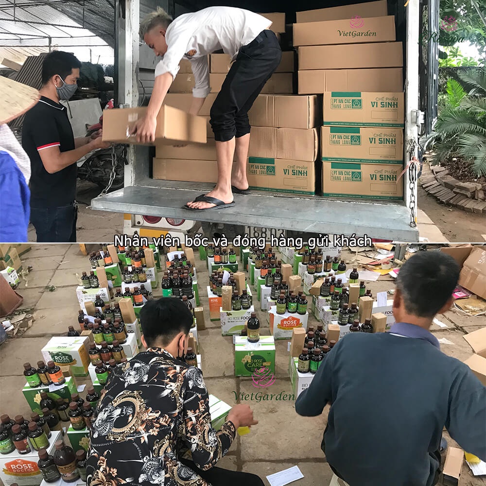 Chế phẩm sinh học tỏi đậm đặc ROSAVA diệt nhện, sâu ăn lá, rệp rầy, bọ trĩ trên cây cảnh, hoa hồng & hoa lan