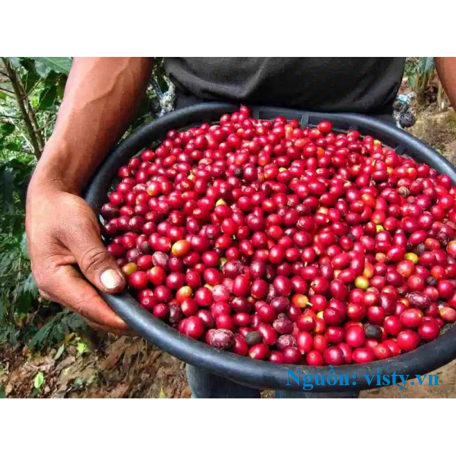 SPECIALTY COFFEE (CÀ PHÊ ĐẶC SẢN) - HẠT - 4 TÚI 250 GRAM - ETHIOPIA EYD YIRGACHEFFE IDIDO G1 - SƠ CHẾ ƯỚT WASHED. | BigBuy360 - bigbuy360.vn