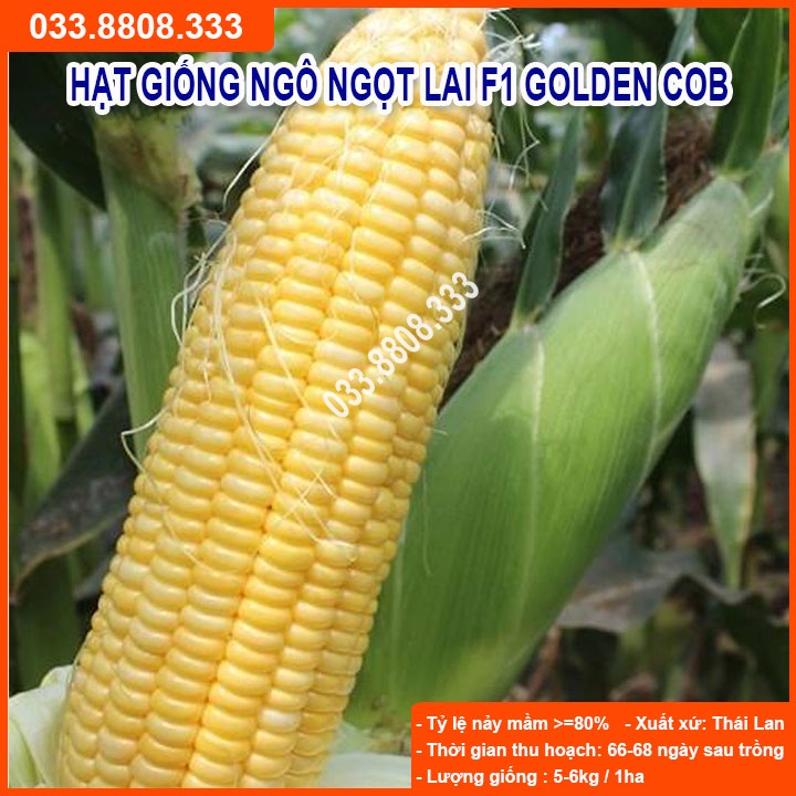 Hạt Giống Ngô Ngọt Lai F1 GOLDEN COB 50gram - Hạt Ngô To Đều Hạt