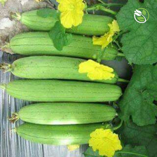 Hạt giống Mướp hương F1 PN-500 Phú Nông - Gói 1g