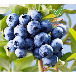 Cây Việt Quất tứ quý trái quanh năm