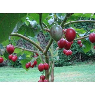 Hạt Giống Cà Chua Thân Gỗ Tamarillo Đỏ Nảy Mầm Cao (Cyphomandra betacea)