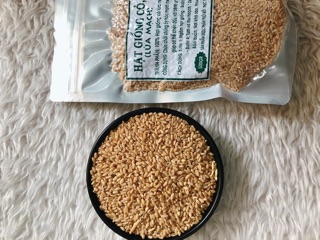 500GRAM HẠT GIỐNG CỎ LÚA MỲ (LÚA MẠCH)