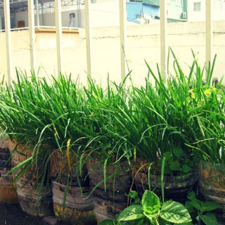 hạt giống Hẹ Ta 5Gram khoảng 50 hạt luckyseed hạt siêu rẻ