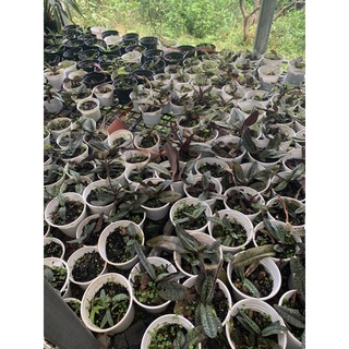 hoa lan hài hồng đang nụ
