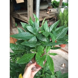 Cây Kim ngân/ Tài lộc