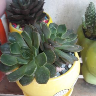 Cây sen đá( chậu sứ)