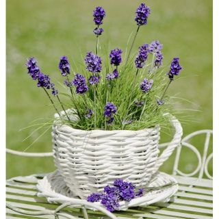 Hạt giống hoa Oải hương