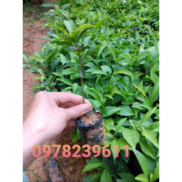 Cây nhài nhật như ảnh.ảnh thật