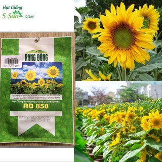 Hoa Hướng Dương Cao Nhuỵ Vàng RĐ 858 ( 20 hạt )