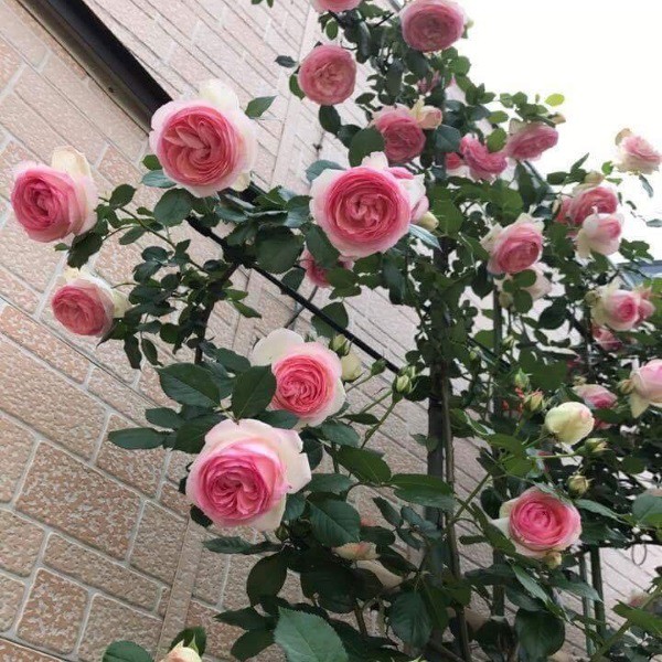 Gốc hoa hồng leo pháp (Mua 10 gốc tặng 1 gói hạt)