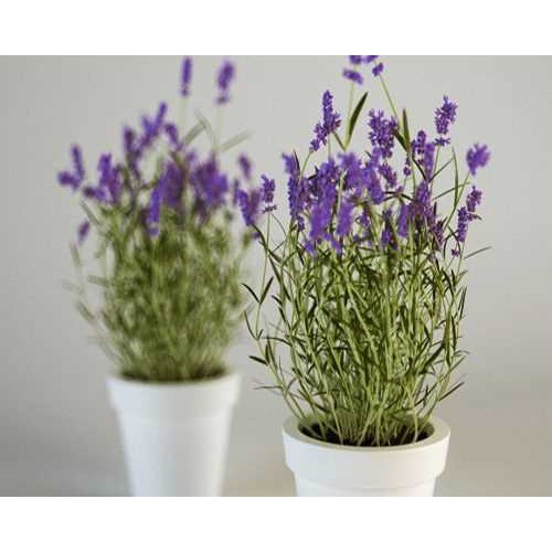 100 hạt giống hoa oải hương Lavender màu tím siêu thơm