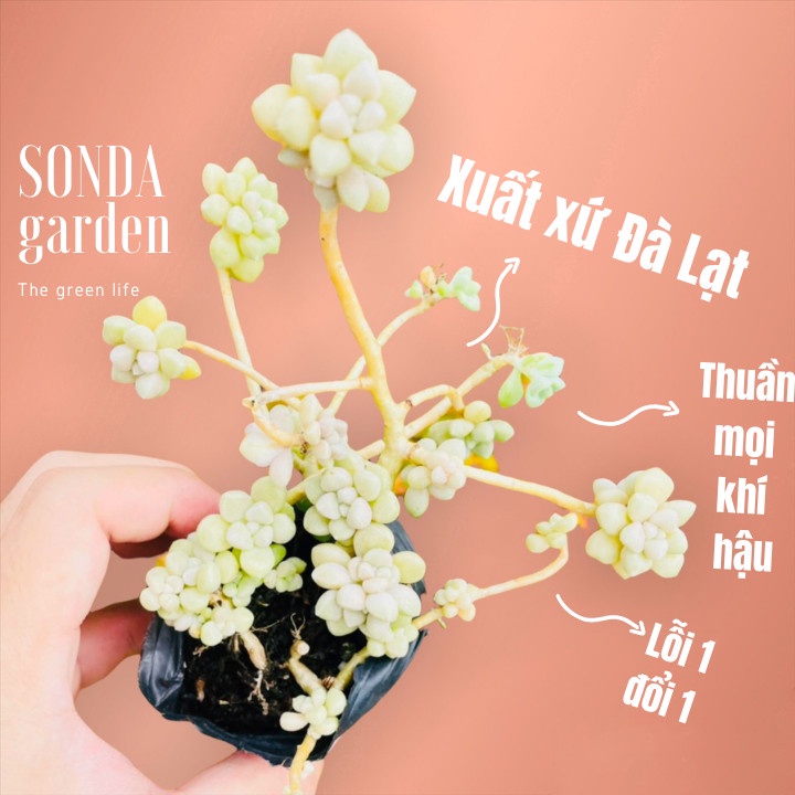 Sen đá kim tuyến cổ thụ full nắng mưa SONDA GARDEN size bé 5-8cm, xuất xứ Đà Lạt, khoẻ đẹp, lỗi 1 đổi 1