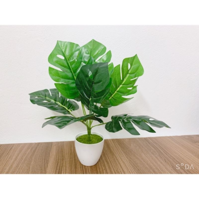 cây giả - cây trầu bà