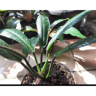 Cuộn Dây Câu Cá Anthorium Chất Lượng Cao