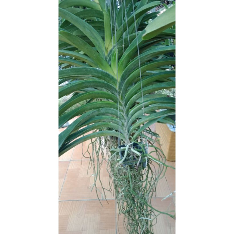 Vanda hoa vàng trưởng thành