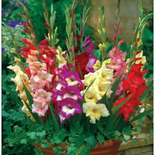CỦ HOA lay ơn - củ hoa đơn hà lan