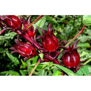 Gói 6G  Hạt Giống Atiso Đỏ Bụp Giấm chất Lượng đạt chuẩn Hibicus