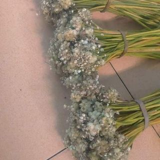 Tinh dầu tràm ngâm hoa hành tăm (hoa ném)