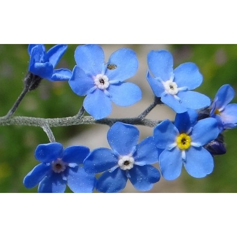 100 Hạt Giống Hoa Lưu ly Xanh - Hạt Chuẩn Nảy Mầm Tốt Kèm Qùa Tặng