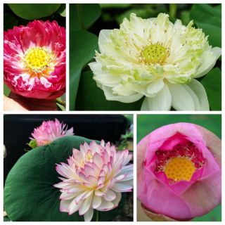 5 hạt giống sen ta 5 màu