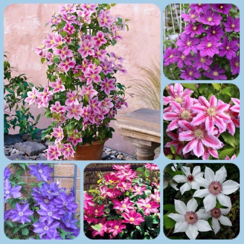 Cây hoa leo ông lão