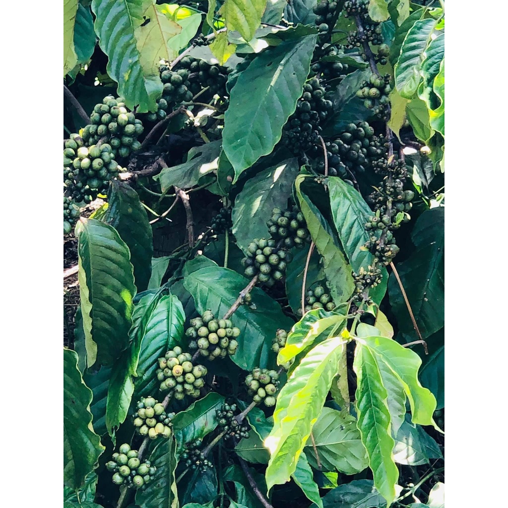 Giá sỉ 5KG ROBUSTA dạng HẠT dành cho quán cà phê - Cà phê rang mộc, nguyên chất. ĐỨC ANH COFFEE