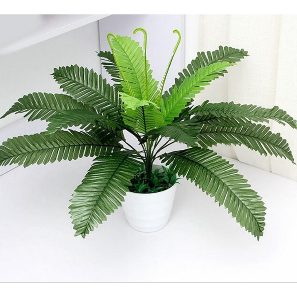 Cây dương xỉ trang trí,cụm điểm trang trí