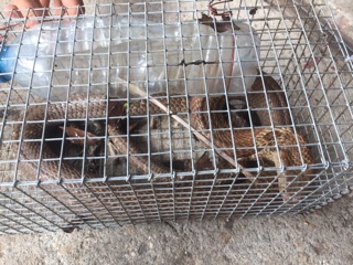 Lồng bẫy rắn