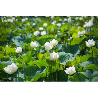 Hạt giống sen trắng ( tuyết liên ) dễ trồng hoa đẹp thuần khiết