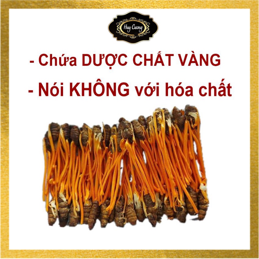 Đông Trùng Hạ Thảo Khô Nguyên Con Nhộng Tằm Sấy Thăng Hoa Chứa Dược Chất Quý Quý Hiếm Giúp Phục Hồi Sức Khỏe