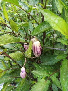 Chậu dưa PEPINO Tím (chậu lớn)