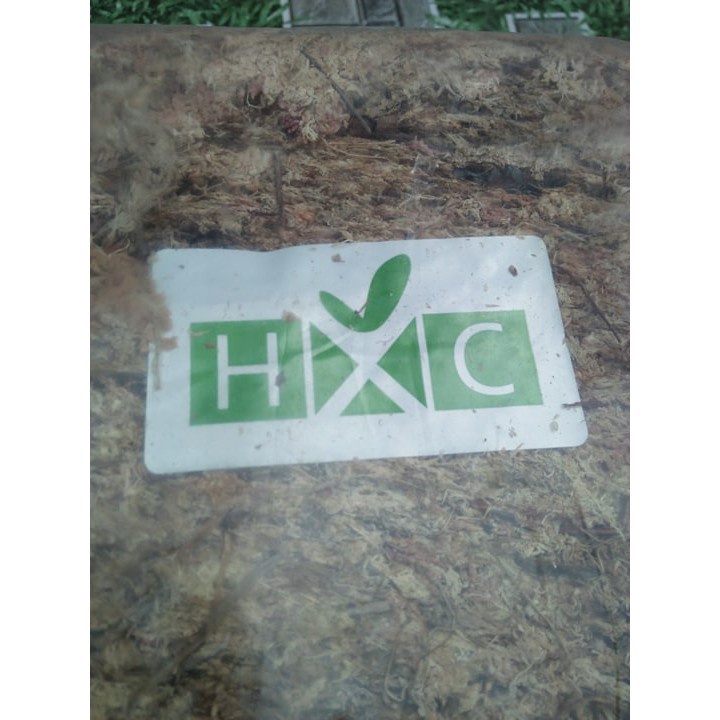 [SIEURE] Rêu CHILE giữ ẩm Hoa Lan: Gói 100g hàng đẹp, phân phối chuyên nghiệp.