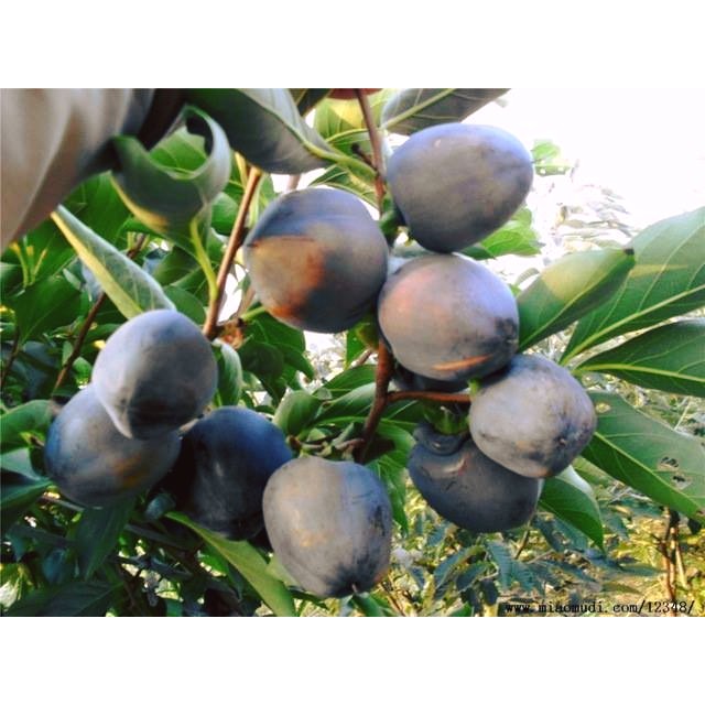 2 CÂY HỒNG ĐEN SOCOLA