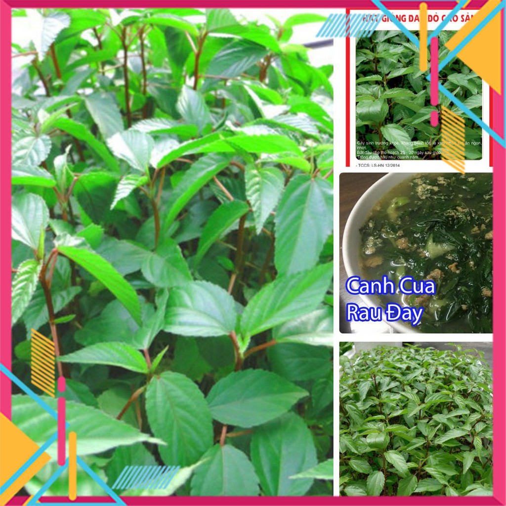 Hạt giống rau Đay Đỏ 20gram