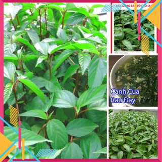 Hạt giống rau Đay Đỏ 20gram