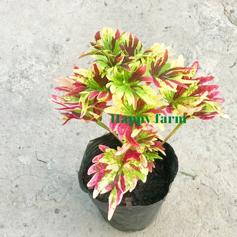 Cây lá gấm ngũ sắc (gấm cao bồi) ( không nhận đơn miền Bắc)