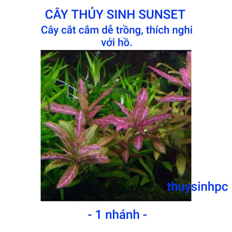 1 nhánh sunset trang trí bể thủy sinh