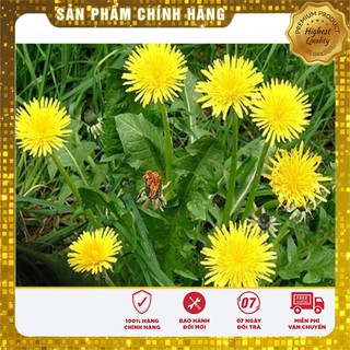 Hạt Giống Bồ Công Anh( 50 hạt)