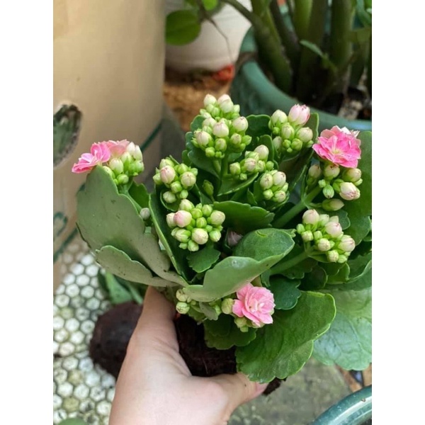 Chậu 3-4cây bỏng hoa kép mix màu, cây sống đời hoa kép