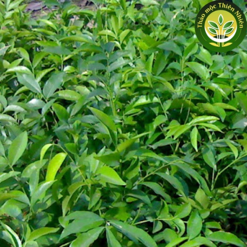 | Kho thảo mộc thiên nhiên