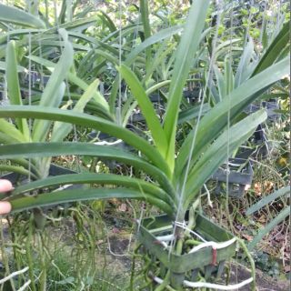 Lan vanda cây 2 năm tuổi