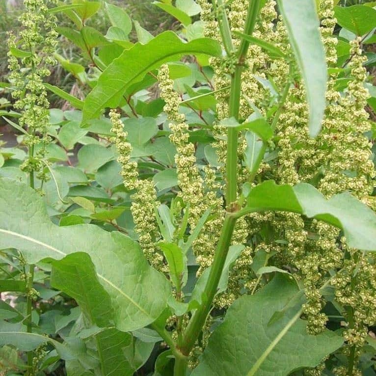 Cây Chút Chít Khô sp0