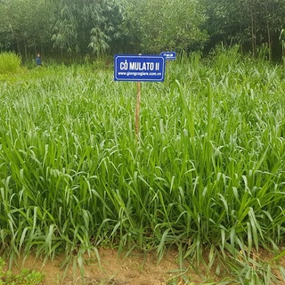 Cỏ Mulato 2 Chịu Lạnh (Gói 200g)
