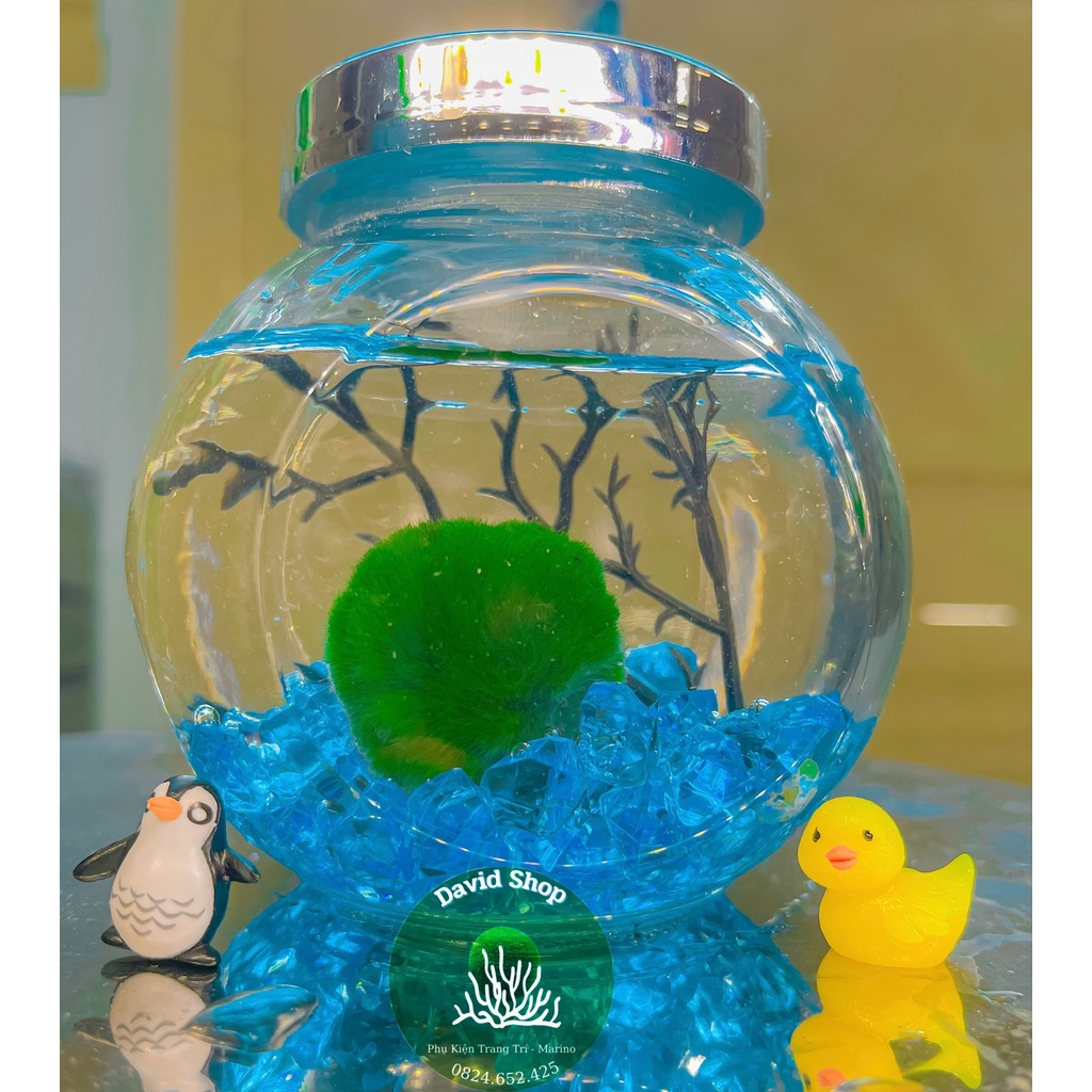 Lọ tròn marimo size lớn