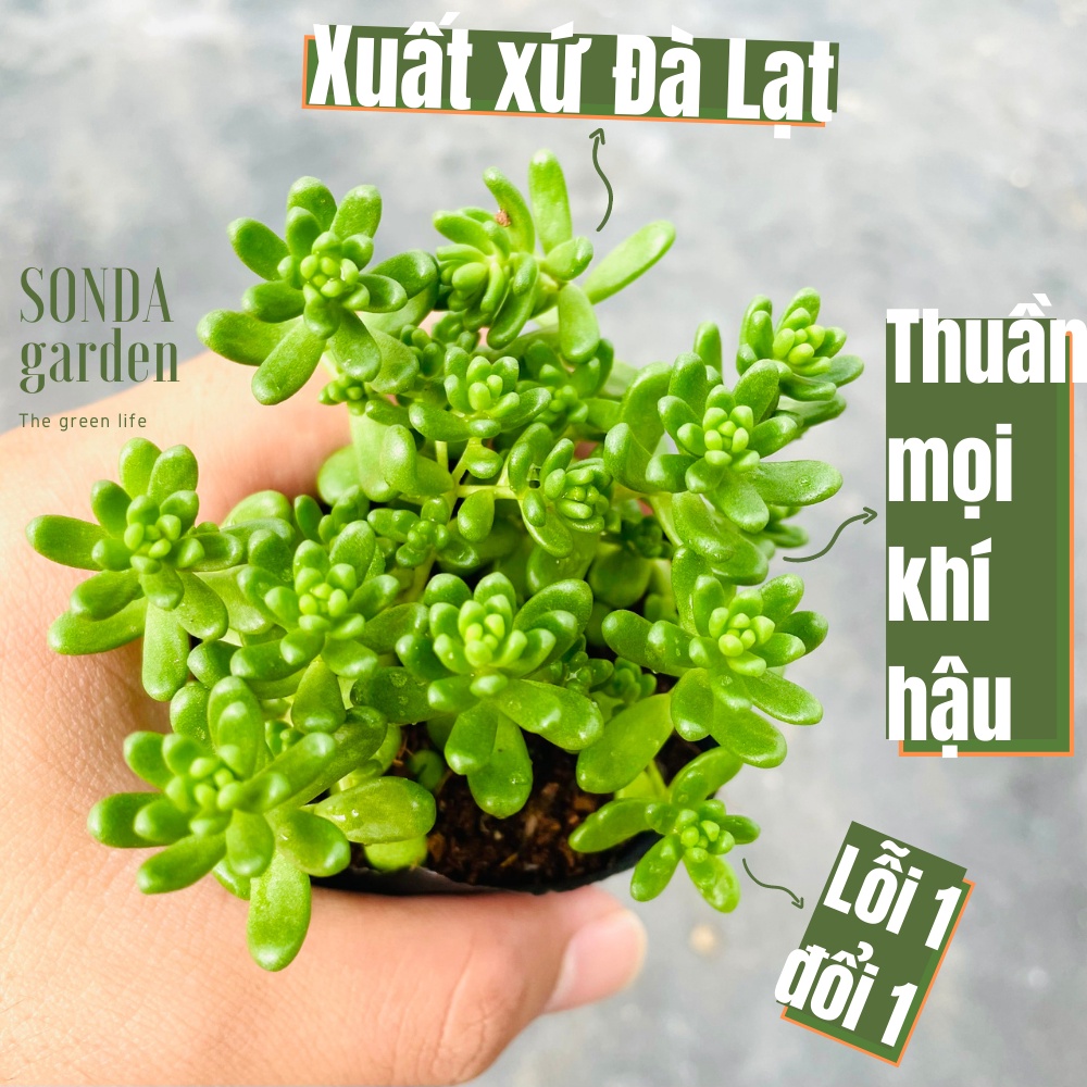 Sen đá sedum kẹo SONDA GARDEN size bé 5-8cm, cây cảnh trang trí nhà cửa, lỗi 1 đổi 1
