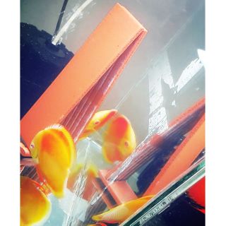 Combo hỗ trợ cá đĩa sinh sản