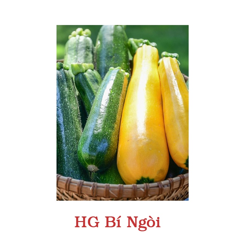 Hạt giống bí ngòi nhiều màu 10 hạt/ gói