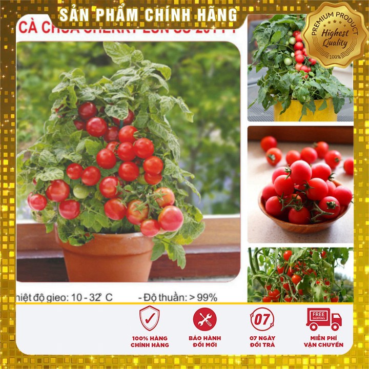 Hạt giống cà chua bonsai đỏ F1 - 30 hạt