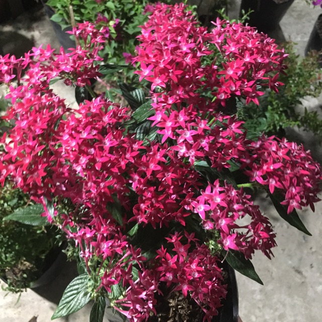 Hoa Diễm châu siêu bông